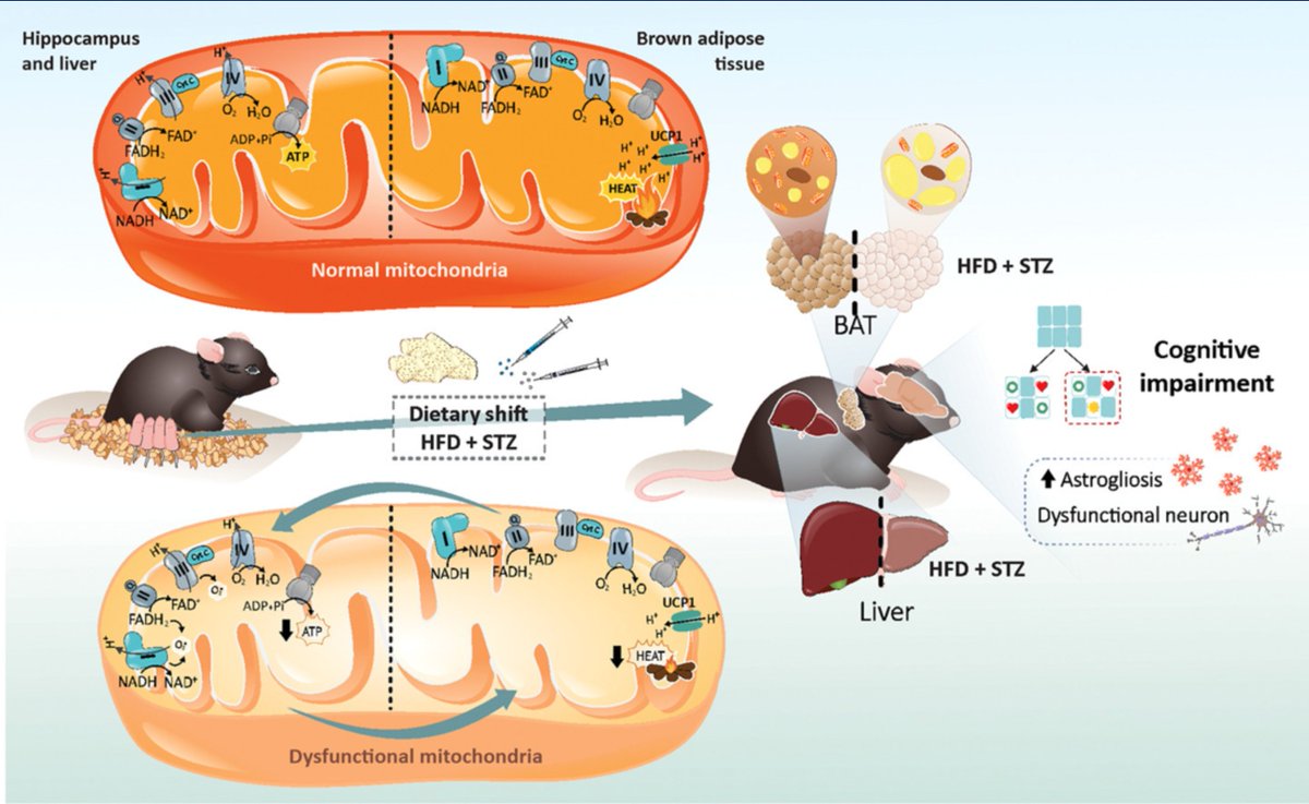 Andrezadebem's tweet photo. Online now our new study showing the impact of hyperlipidemic diets on mitochondrial function and cognition in weaning mice. It's a joint effort of @labdebemunb 🧠🐭🍔 https://t.co/tyGXtgRURl https://t.co/2eWOQyVTkz