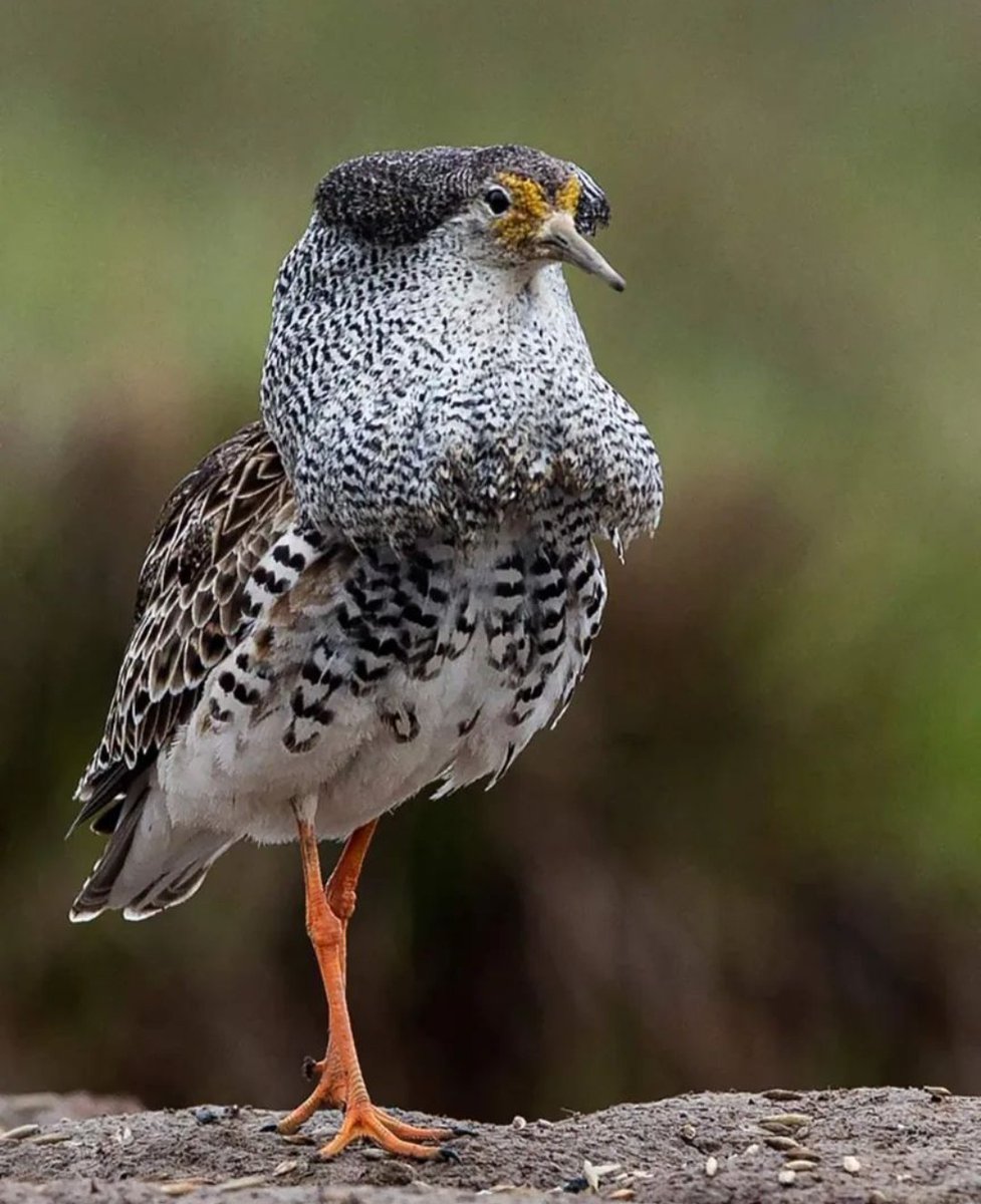 Juuri nyt on suokukkojen aika. Eteläisemmästä Suomesta suurin osa lienee jo  lähtenyt mutta pohjoisempana näitä upeuksia löytää helposti. #suokukko #linnnut  #muutto #lintukuvaus #birdphotography #suomen_luonto #feather