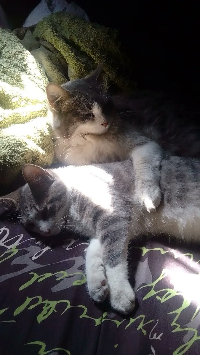 JerePereyraa's tweet photo. @salwagus mis mascotitas<3 https://t.co/L7sSO6p6qT