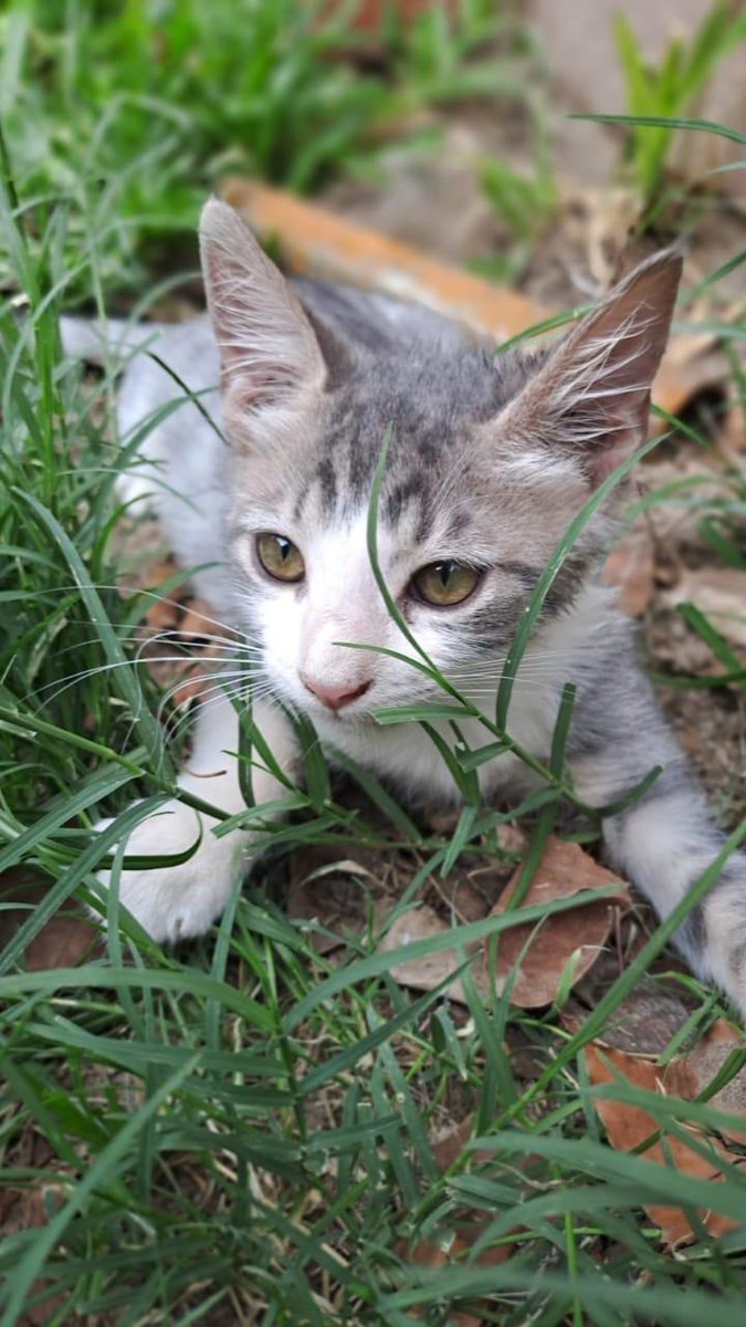 JerePereyraa's tweet photo. @salwagus mis mascotitas<3 https://t.co/L7sSO6p6qT