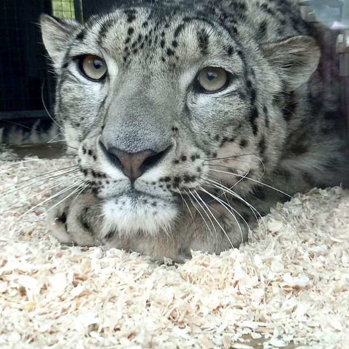 WelshMountainZo's tweet photo. 🐾 Good afternoon from Sumbe! 🐾

Are you planning to visit us this weekend? Let us know in the comments section below 👇

#SnowLeopard #GoodAfternoon #FinallyFriday #OurCats #KeeperPics #SupportingConservation #WelshMountainZoo #NationalZooOfWales #Eryri360 #TenTop https://t.co/ZFJC7SlMr7