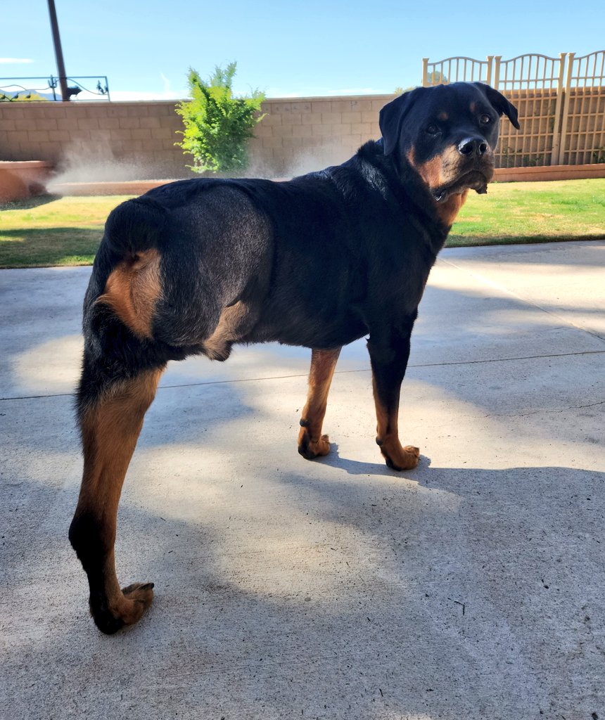 Finally, back to #Twitch, we will be playing some more Rogue Legacy 2 in about 2 minutes.