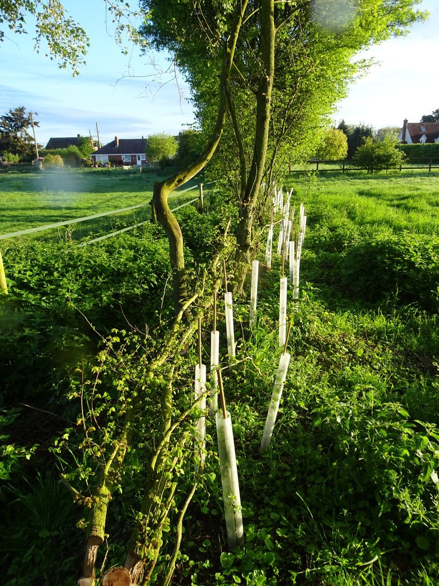 Jordans_Farm's tweet photo. For #NationalHedgerowWeek the #hedges I worked on this winter look #fantastic!
One was #regenerated & the other #layered.
This will extend the life and increase the wildife value of both.
#plantahedge around your garden, instead of a wall or fence!π
#RewildingTheOutback https://t.co/YAFZZ1Lzbl