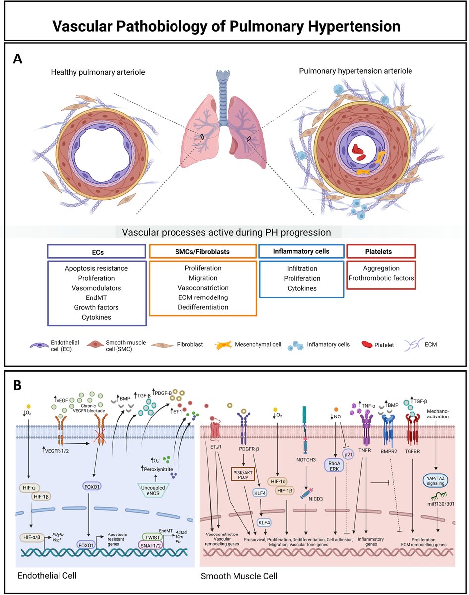 #StateOfTheArt review of the vascular pathobiology of #PulmonaryHypertension from @GreifLab! @YaleCVRC @YaleCardiology @EunateGallardo @LinaNtokou @DanielGJovin @juimdave 

🔗jhltonline.org/article/S1053-…