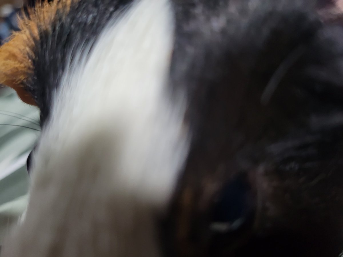 stripe #2 says hi everybody