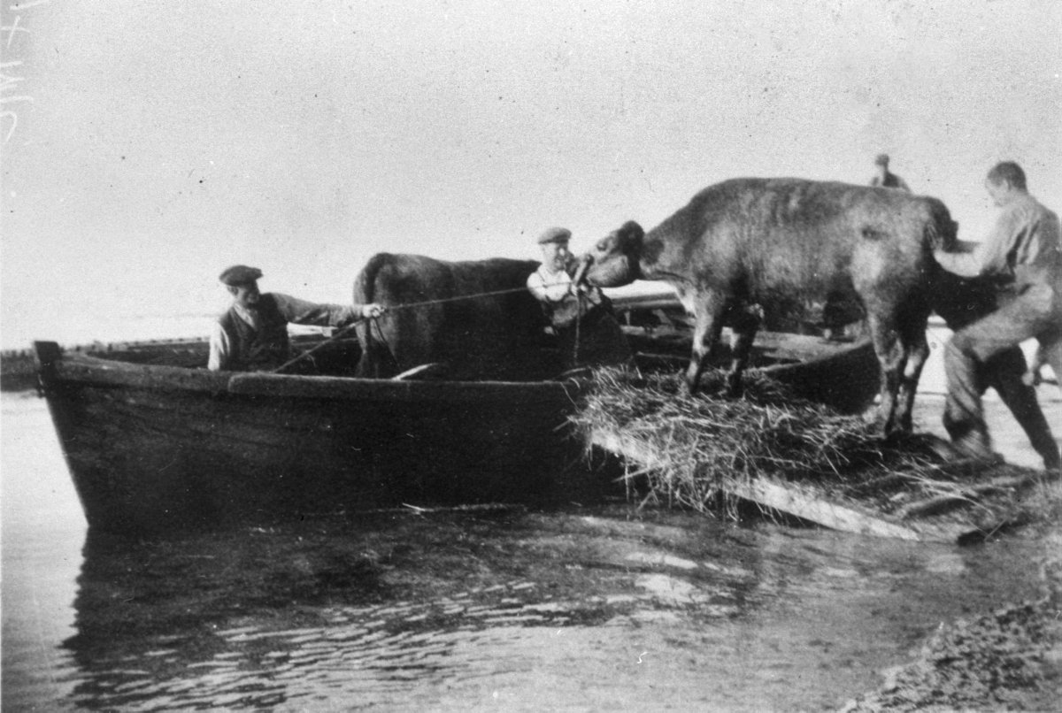 There once was a difficult coo,
who wouldn't go to sea with a crew.
They pushed and they pulled,
but the coo wouldn't be fooled,
it just stood there and let out a moo.

#NationalLimerickDay #PhotographicArchives