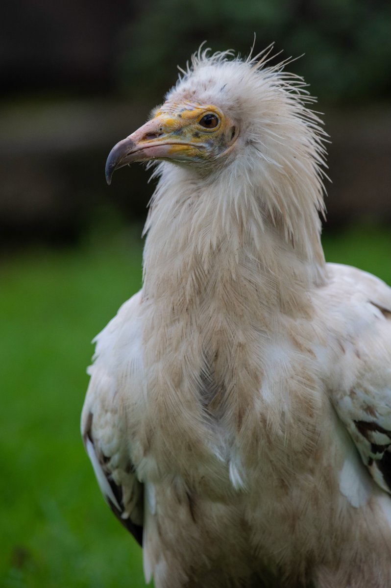 🌍 It's #WorldMigratoryBirdDay!

Did you know that the Egyptian vulture is Europe's only long distance migratory vulture species? They can travel up to 5000km, migrating from Europe to the Sahara for the winter.

📸 Elizabeth Hartles
1/2
