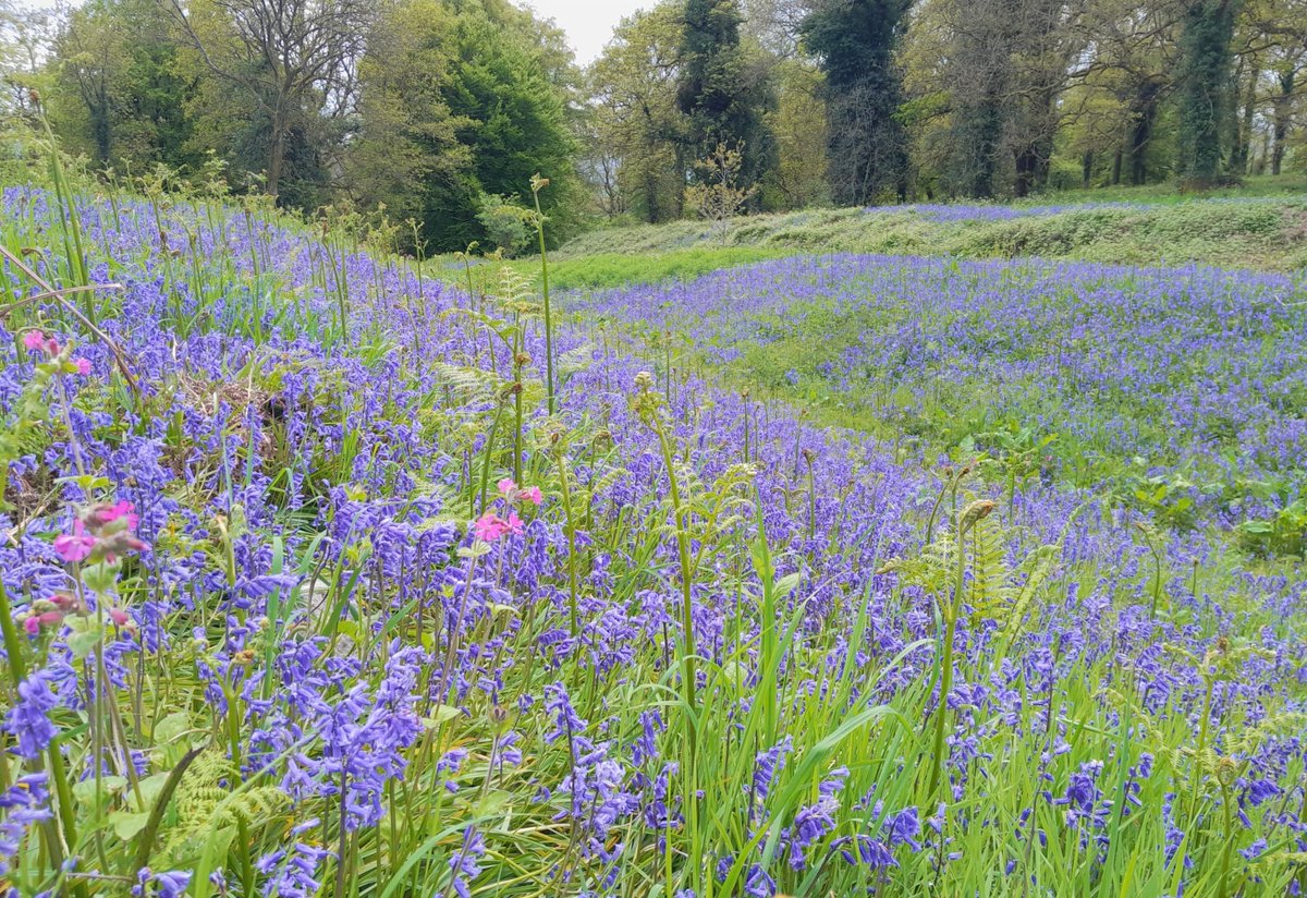 NTCymru_'s tweet photo. Keep nature levels topped up this weekend with a visit to see bluebells in all their glory before their short-lived season ends.

Beautiful displays are gracing @BodnantGardenNT, @NTPenrhynCastle, Dinefwr @NTCarms &amp; Colby Woodland Garden @NTPembrokeshire:
https://t.co/xnSz3vVYeH https://t.co/K7vnhXilCh
