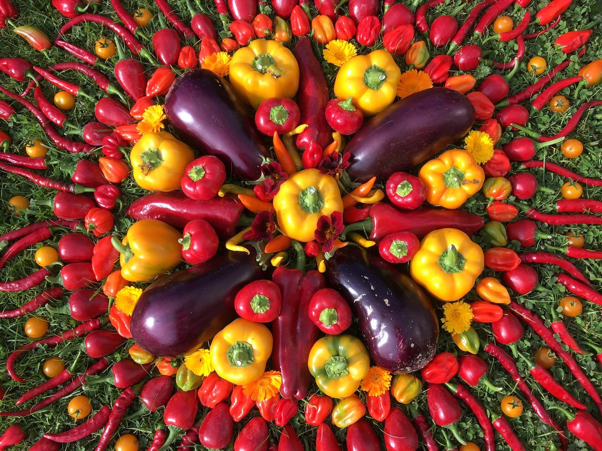 Onvergetelijke Groentedagen

Komend weekeinde: Nu zaterdag en zondag 13 en 14 mei 2023. Speciaal voor deze dagen gekweekte groenteplanten, eenjarige kruiden en fruit voor je moestuin.
Beide dagen van 10:00 tot 17:00 uur.
Hier lees je er meer over: ymlp.com/zdSMFz