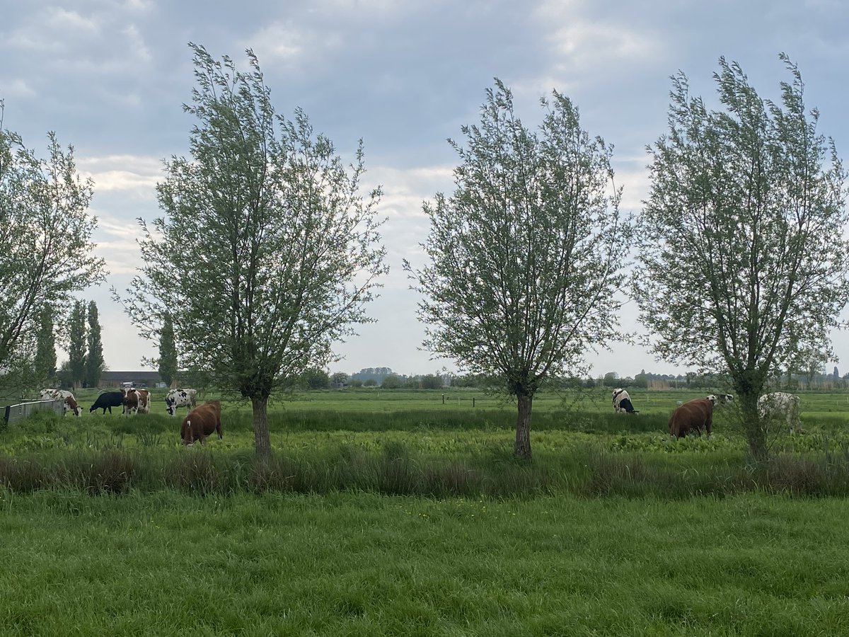 linda_nol's tweet image. #Tripdownmemorylane bij @bodemkunde themamiddag bodemdaling en broeikasgasemissies in het veenweidegebied in #Zegveld 13 jaar na mijn proefschrift waarvoor ik hier heel veel ben geweest!