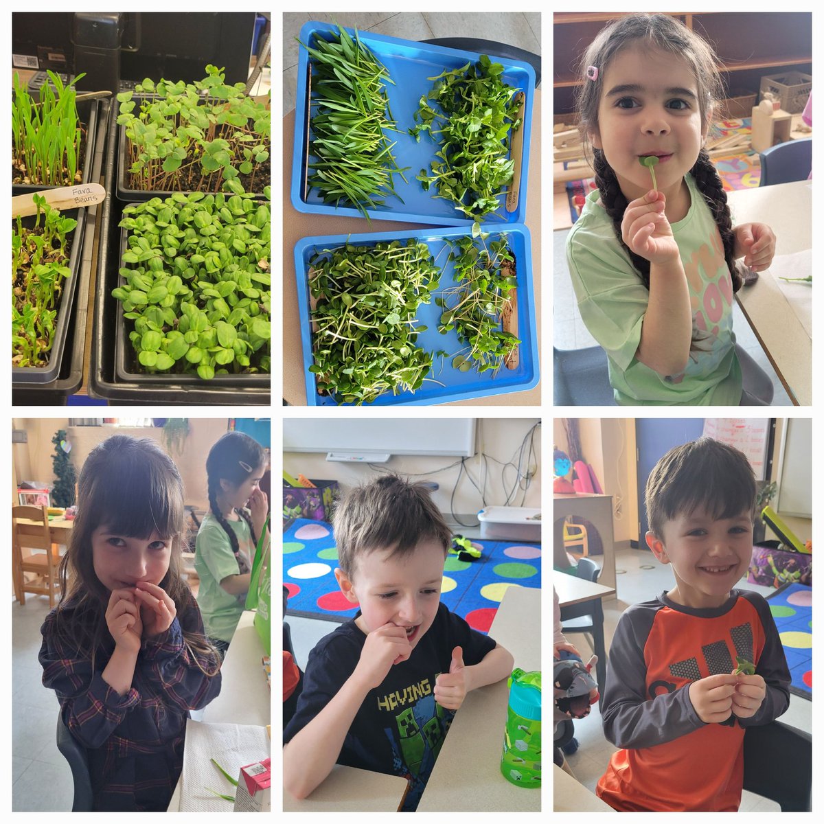 We harvested our microgreens today, and then we had a taste test. Delicious!