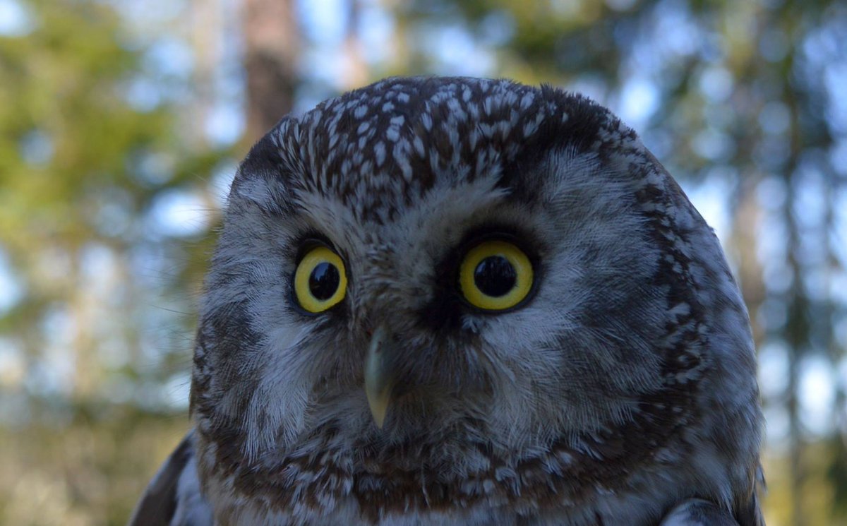 Helmipöllökoiras. Toukokuu 2016, Kauhava. #luonto #linnut #helmipöllö #BorealOwl #TengmalmsOwl