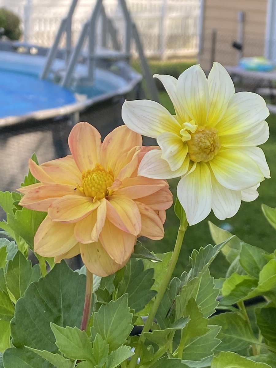 oclipstick's tweet photo. #springtime #FlowersOnFriday #blossoming #Spring2023 https://t.co/2edCBZJaCj