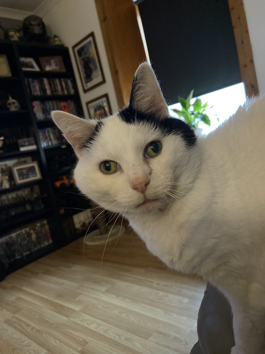 MrsNightMare82's tweet photo. Joey - my fluffy old man, 15 years young 💕 https://t.co/kW38GpYOuV