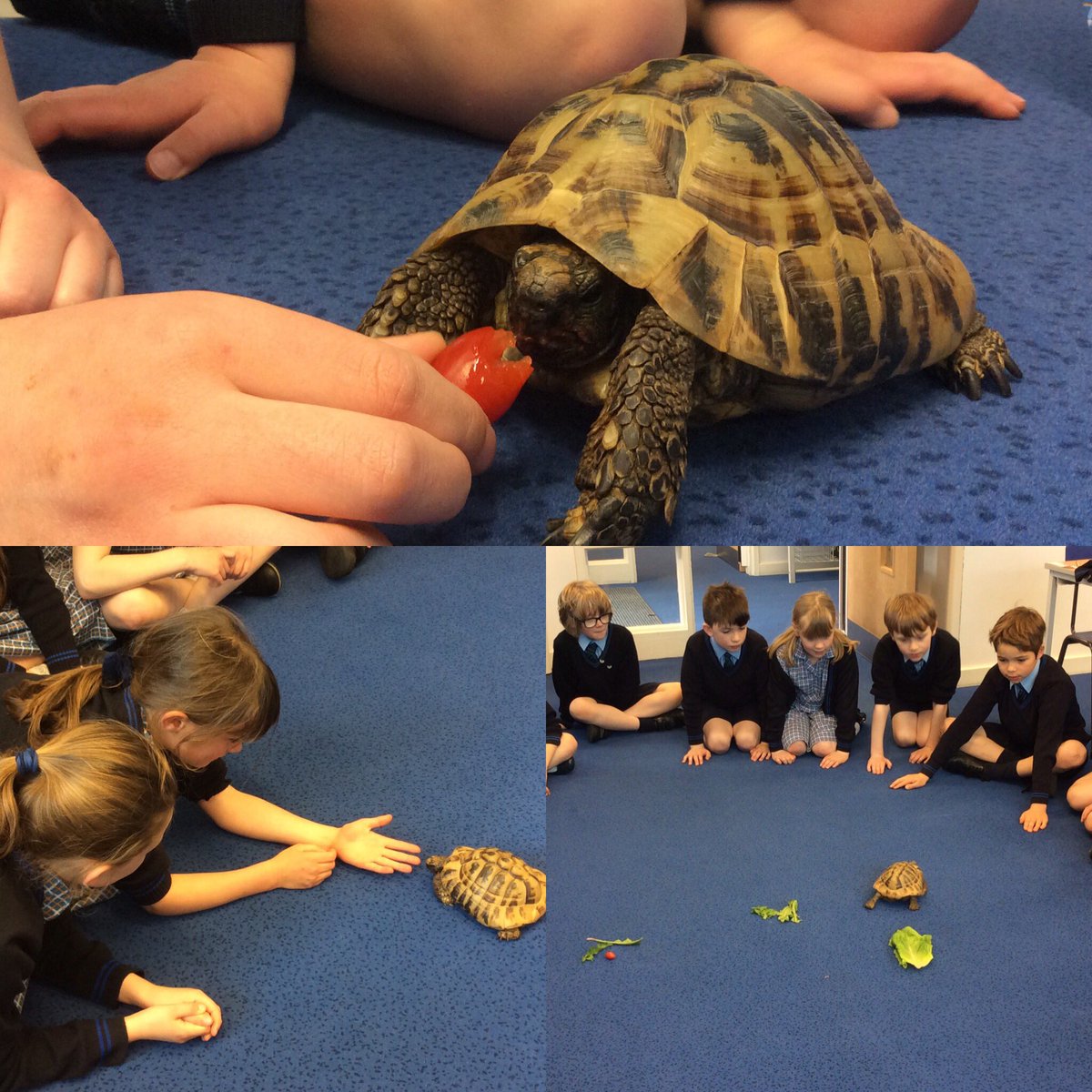 StMargs_Year4's tweet photo. Year 4 loved a visit from Herman the tortoise today @StMargaretsPrep! He’s made for an excellent class mascot and the children have been very hands-on whilst helping to look after him. #TortoiseVisit #StMargsCommunity https://t.co/FV5rIC0uHi
