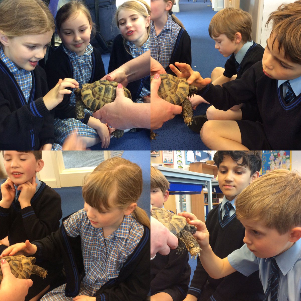 StMargs_Year4's tweet photo. Year 4 loved a visit from Herman the tortoise today @StMargaretsPrep! He’s made for an excellent class mascot and the children have been very hands-on whilst helping to look after him. #TortoiseVisit #StMargsCommunity https://t.co/FV5rIC0uHi