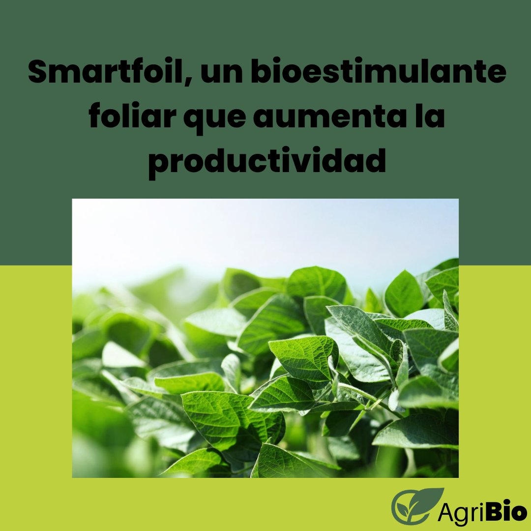 agribioarg's tweet photo. El producto en el que vamos a enfocarnos en esta nota es Smartfoil, un bioestimulante foliar a base de metabolitos de fermentación de levadura que se presenta como uno de pilares del sistema de nutrición inteligente.
https://t.co/fQNW9z2BgX
#agro #bioinsumos #agribio https://t.co/pDoHVk9xfU