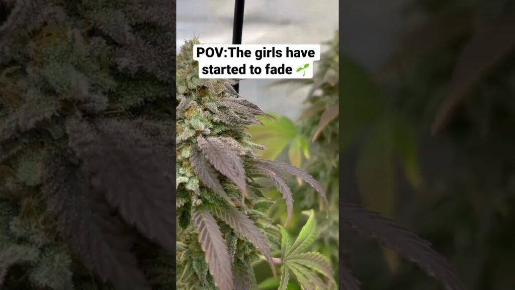 ISmokeIt's tweet image. New Post! Mandarin Cookies   #garden #plants #howtogrow #cannabis - ismokeitmod - 
 ift.tt/dJ243XM  on ismokeit.net