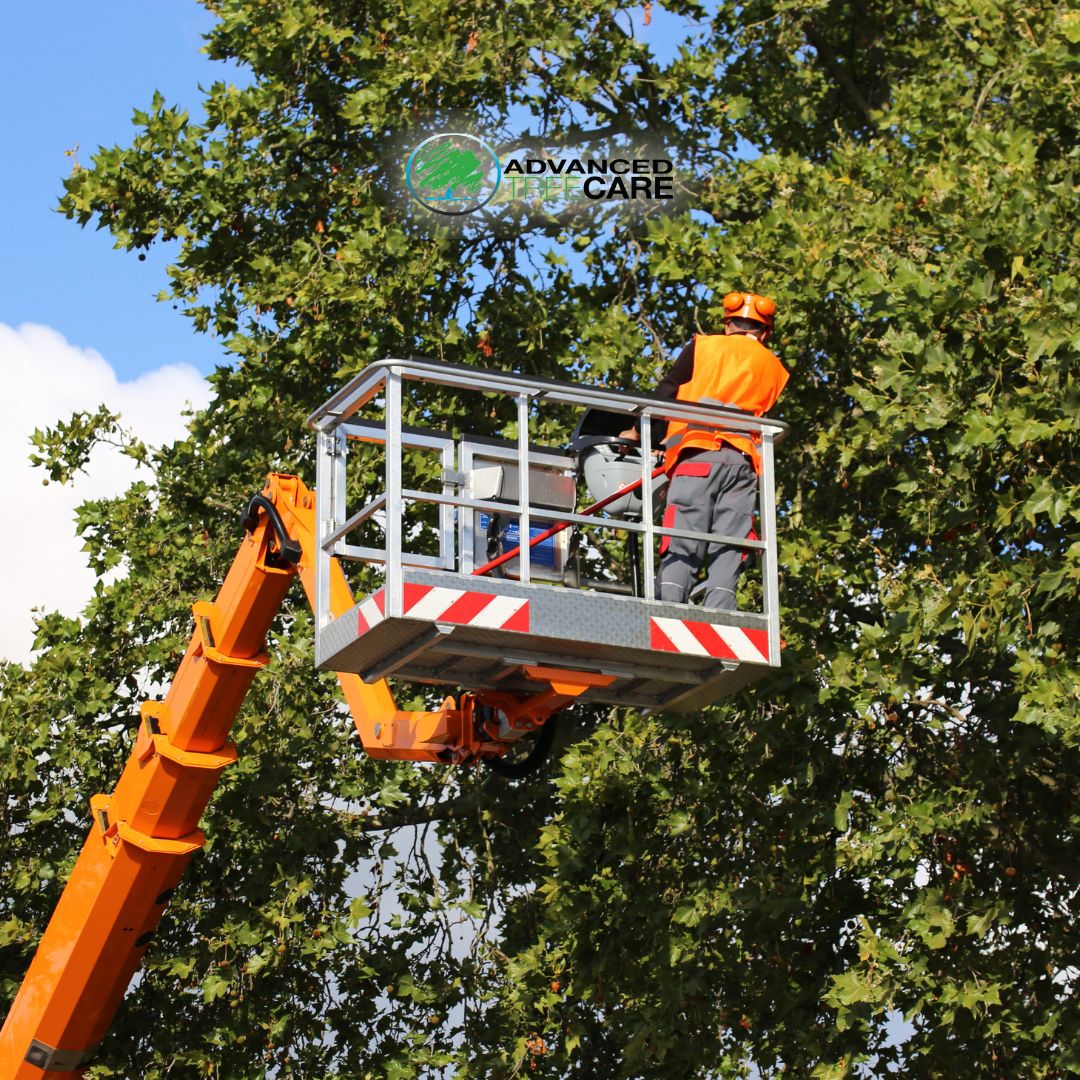 AdvancedTree1's tweet photo. No job is too big or small! π³π’
Whether you're a business looking to beautify your property or a large corporation in need of tree care, our team has the expertise to serve you.
Learn more:
-
https://t.co/if6Hx0t5Nw
-
#AdvancedTreeCare #TreeCare #TopTreeCare #TreeService https://t.co/upNrf8LviM