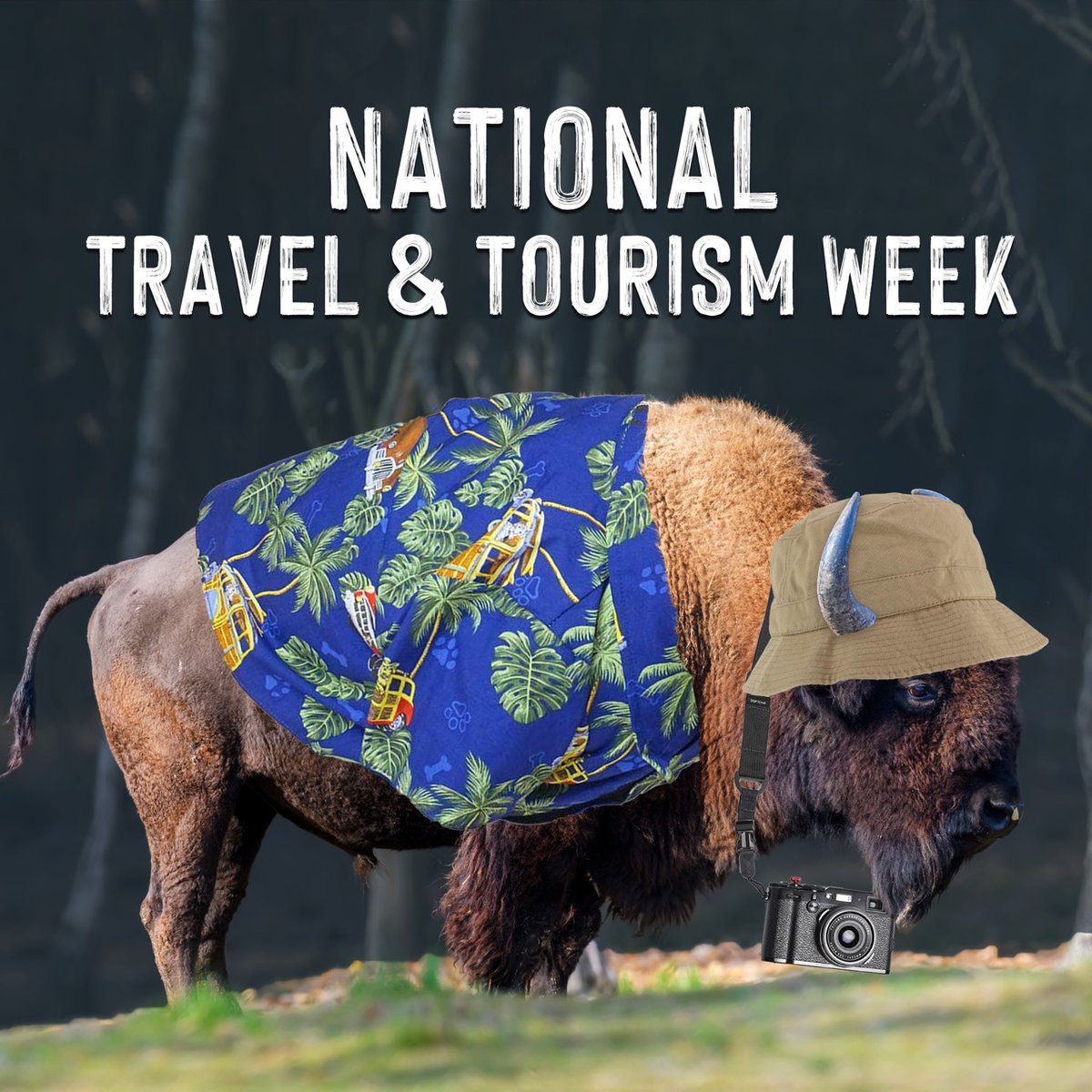 BisonBridge's tweet photo. Gotta catch a flight, bi-son! ✈️

It's National Travel and Tourism Week! One of our major goals for the Bison Bridge is to cultivate tourism in the Quad Cities.

Where's the best spot you've traveled to?

#bisonbridge #nttw #quadcities #travel #tourism https://t.co/gluZX6r9LF