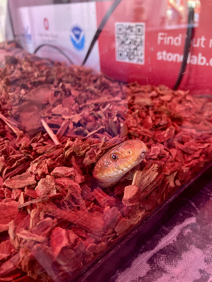 stonelab's tweet photo. Don’t sleep on the opportunity to meet Bernadette our education Eastern Fox Snake, learn about Stone Lab, &amp; keep #LakeErie @PlasticFreeLE. Head on over to @cedarpoint &amp; check out our booth at Midway for the last Physics, Science, &amp; Math Day event from 11AM to 3PM. https://t.co/ypuqzCIPVq