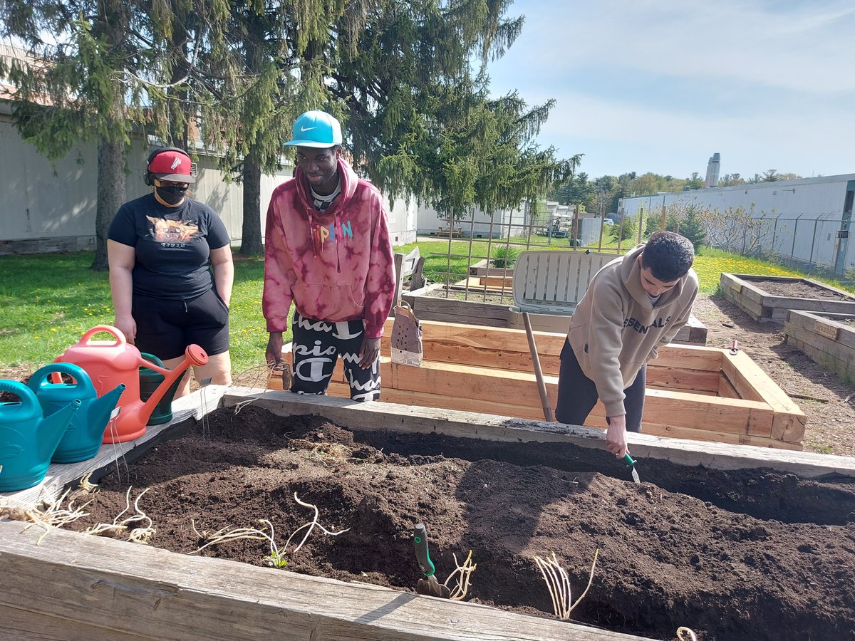 Learning about growing our food in Food &amp; Culture class. Planting potatoes in the school garden that Mr. Cairns manages. <a href="/SCDSB_Schools/">Simcoe County District School Board</a> @principalISS  <a href="/AReid_VP/">areid</a>