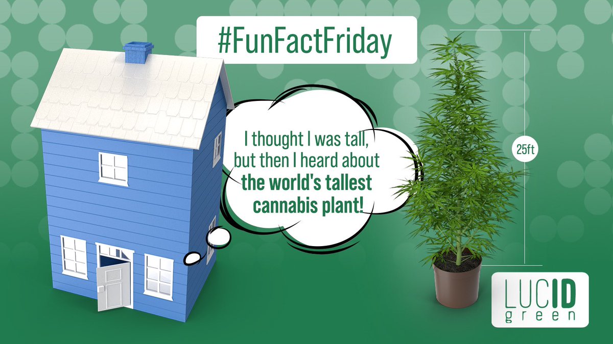 Did you know that the largest cannabis plant ever recorded was grown in British Columbia, Canada and stood at a whopping 25 feet tall? 🤔

That's taller than a two-story building! 🌿🏢 

#FunFactFriday #CannabisFacts #CannabisIndustry #LucidGreen #LucidID