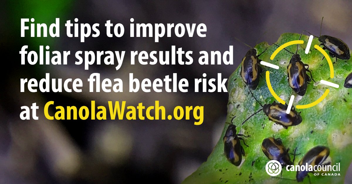 In situations with a stressed crop, healthy flea beetle populations, weather conducive to feeding, and you anticipate 25% defoliation, spraying before the 25% threshold may be advised.

Use these tips from <a href="/CanolaWatch/">CW Jay Whetter</a> to improve foliar sprays: canolacouncil.org/canola-watch/f… 

#spray23