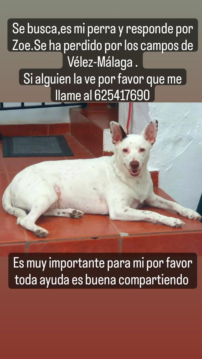 almu_sheilan's tweet photo. Por favor me ayudáis mucho compartiendo para que llegue al máximo de gente posible y tener más posibilidades de encontrarla...💔 https://t.co/xwECZNwDca