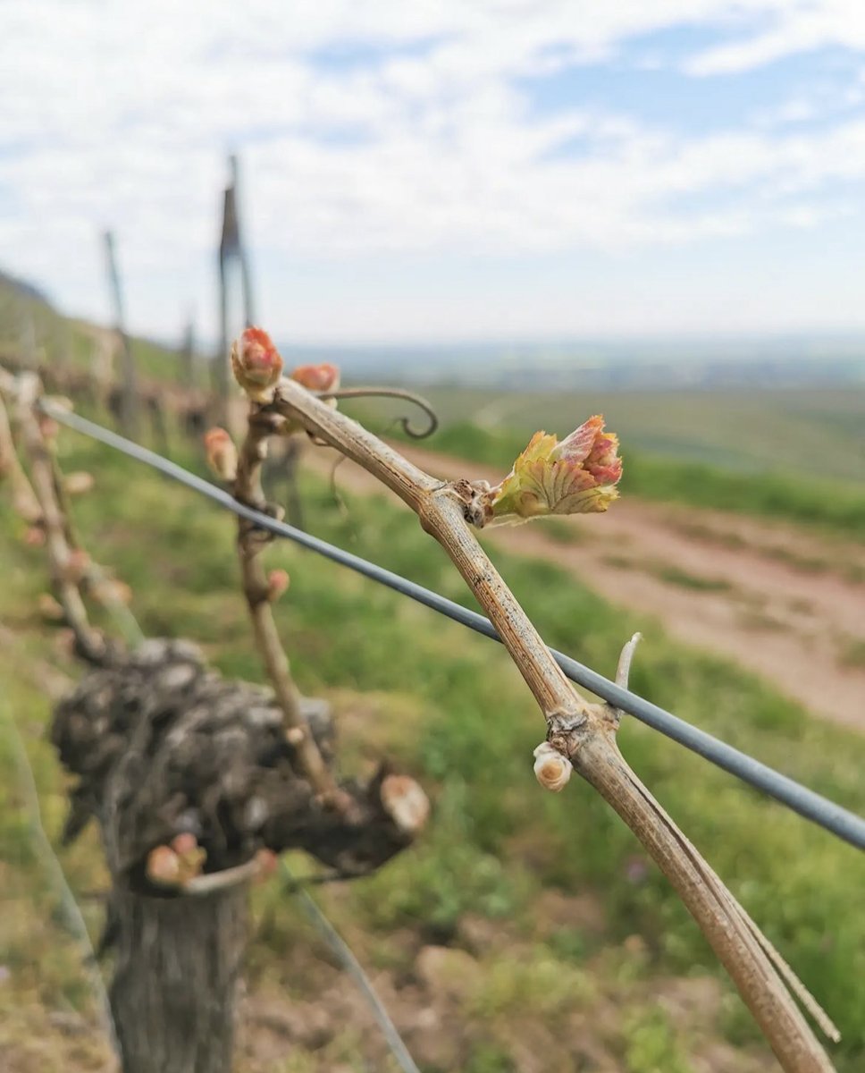 The 2023 vintage has started in the vineyard. 🌱