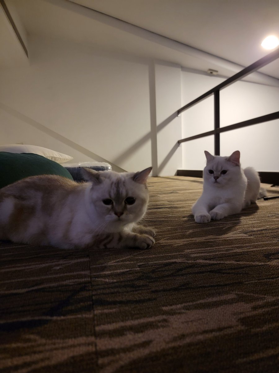 Cats in the attic 

<a href="/0xJoz/">Joz</a> <a href="/JessieMorii/">jessie</a>