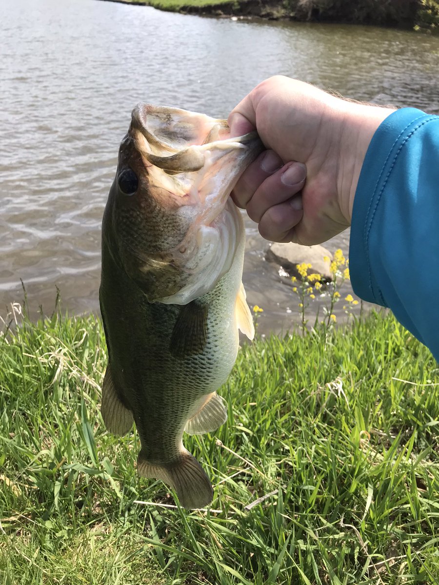 Gone fishing 🎣 #Fishing #catchandrelease #bassfishing #bass #fishingillinois #bigbass #basslife #fishingadventure #bankfishing #fish #fishon #fishoftheday #fishphotography #fridayvibes #dayatthelake