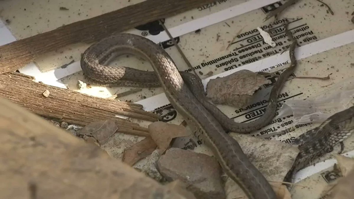 Yikes! 😱 Imagine finding 10 snakes living inside the walls as a first-time homebuyer. Sound like a nightmare? Don't fret! Tower offers comprehensive HVAC maintenance services to keep your home safe and comfortable. Contact us today at 919-980-9399 to schedule your appointment!