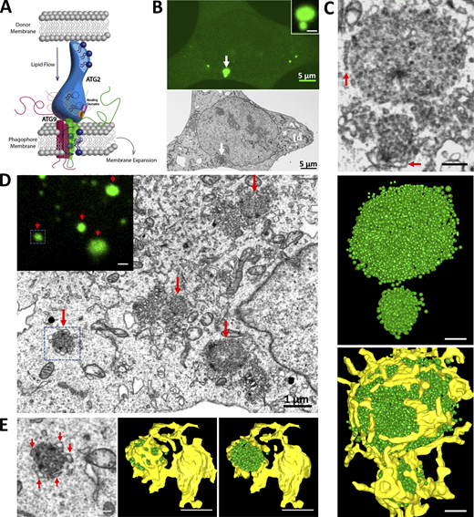 Journal of Cell Biology (@jcellbiol) on Twitter photo Using nanodisc technology, <a href="/tjolivas/">Taryn Olivas</a>, Yumei Wu, <a href="/shenliang_yu/">Shenliang Yu, PhD</a>, <a href="/TJ_MeliaLab/">Melia Lab</a> et al. <a href="/YaleCellBio/">Yale Cell Biology</a> establish a key piece of the model for autophagosome expansion via direct lipid transfer. bit.ly/3LBlFg4
<a href="/PDClab/">De Camilli Lab</a>
<a href="/GuptaLab1/">Kallol Gupta</a>
<a href="/1in_1uan/">Lin_Luan</a>
<a href="/em_guinn/">Emily</a>
<a href="/ShantaNag1/">Shanta Nag</a>
#autophagy Using nanodisc technology, <a href="/tjolivas/">Taryn Olivas</a>, Yumei Wu, <a href="/shenliang_yu/">Shenliang Yu, PhD</a>, <a href="/TJ_MeliaLab/">Melia Lab</a> et al. <a href="/YaleCellBio/">Yale Cell Biology</a> establish a key piece of the model for autophagosome expansion via direct lipid transfer. bit.ly/3LBlFg4
<a href="/PDClab/">De Camilli Lab</a>
<a href="/GuptaLab1/">Kallol Gupta</a>
<a href="/1in_1uan/">Lin_Luan</a>
<a href="/em_guinn/">Emily</a>
<a href="/ShantaNag1/">Shanta Nag</a>
#autophagy