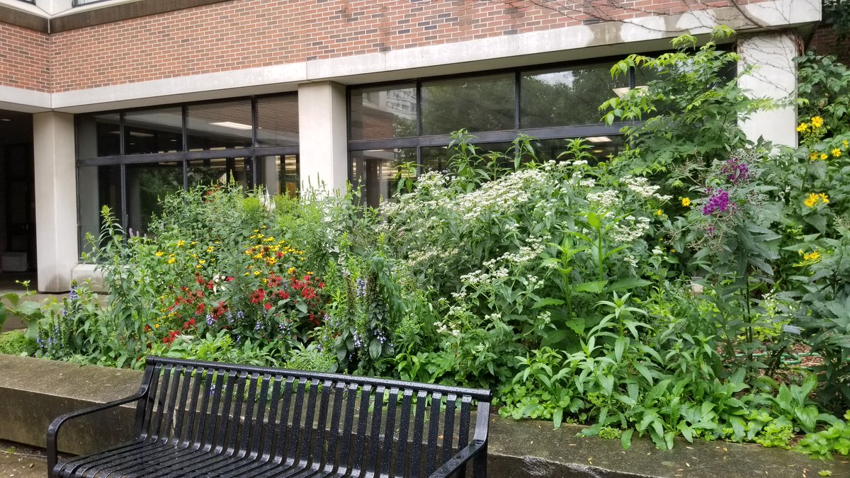 York University News (@yorkunews) on Twitter photo A garden party for #bees at #YorkU for #WorldBeeDay to revitalize <a href="/YorkUEUC/">Faculty of Environmental and Urban Change</a>'s HNES Native Garden, Tuesday, May 16, from 2:30-5pm, with <a href="/BeesYork/">BeesYU</a>. Talk to bee expert <a href="/VJMacPhail/">Victoria J. MacPhail, PhD</a>. Volunteers will pull invasive weeds & plant bee-friendly flowers
yorku.ca/news/2023/05/1… A garden party for #bees at #YorkU for #WorldBeeDay to revitalize <a href="/YorkUEUC/">Faculty of Environmental and Urban Change</a>'s HNES Native Garden, Tuesday, May 16, from 2:30-5pm, with <a href="/BeesYork/">BeesYU</a>. Talk to bee expert <a href="/VJMacPhail/">Victoria J. MacPhail, PhD</a>. Volunteers will pull invasive weeds & plant bee-friendly flowers
yorku.ca/news/2023/05/1…