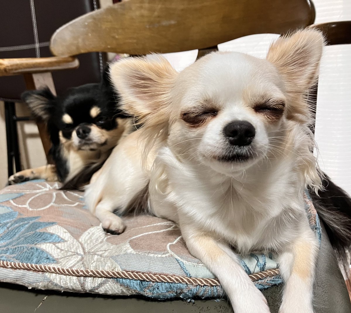 ご飯待ちの顔
#チワワのいる暮らし 
#犬のいる暮らし https://t.co/BLFnk0eWEw