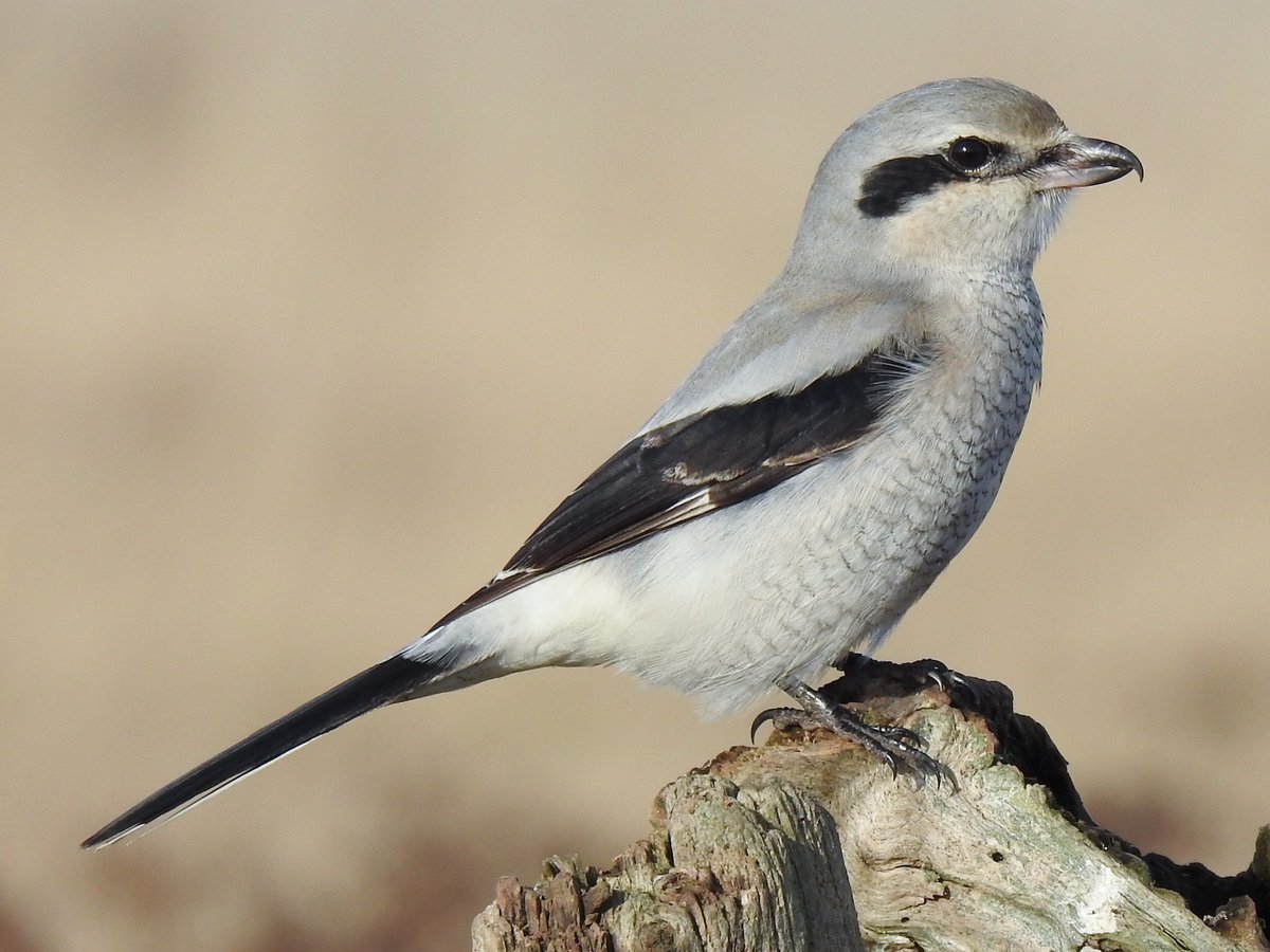 flamencobug's tweet photo. The Goose Soldier Shrike #AnimalsInBooks https://t.co/2VZYan5ago