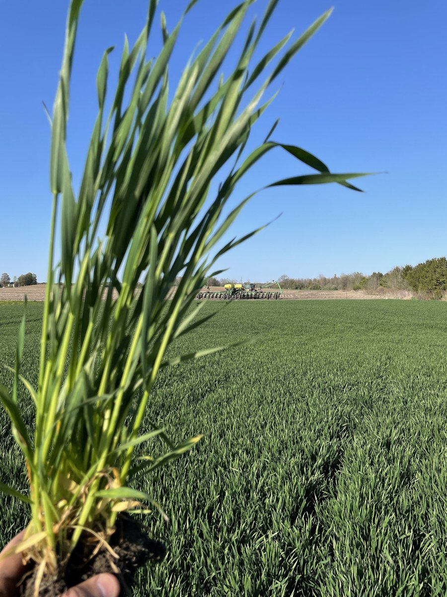 14Ram's tweet photo. Couldn’t help but stop the planter for a couple minutes last night to admire this wheat.
Planted after white beans with 60 lb MAP, #MiravisNeo #Moddus and #Pixxaro applied last week, and penultimate flag is on display.
Next up #MiravisAce and trying some #Megafol at heading https://t.co/cfZb2uwILG