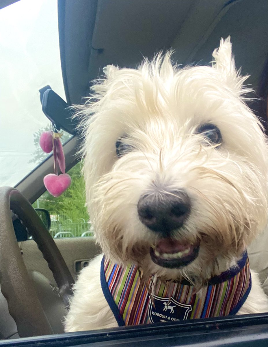 It’s “Chips in the Car” day today. One of my favouritest days. And if I’m the bestest goodest boy I gets ice cream too!! 😋#Westie #Bestie