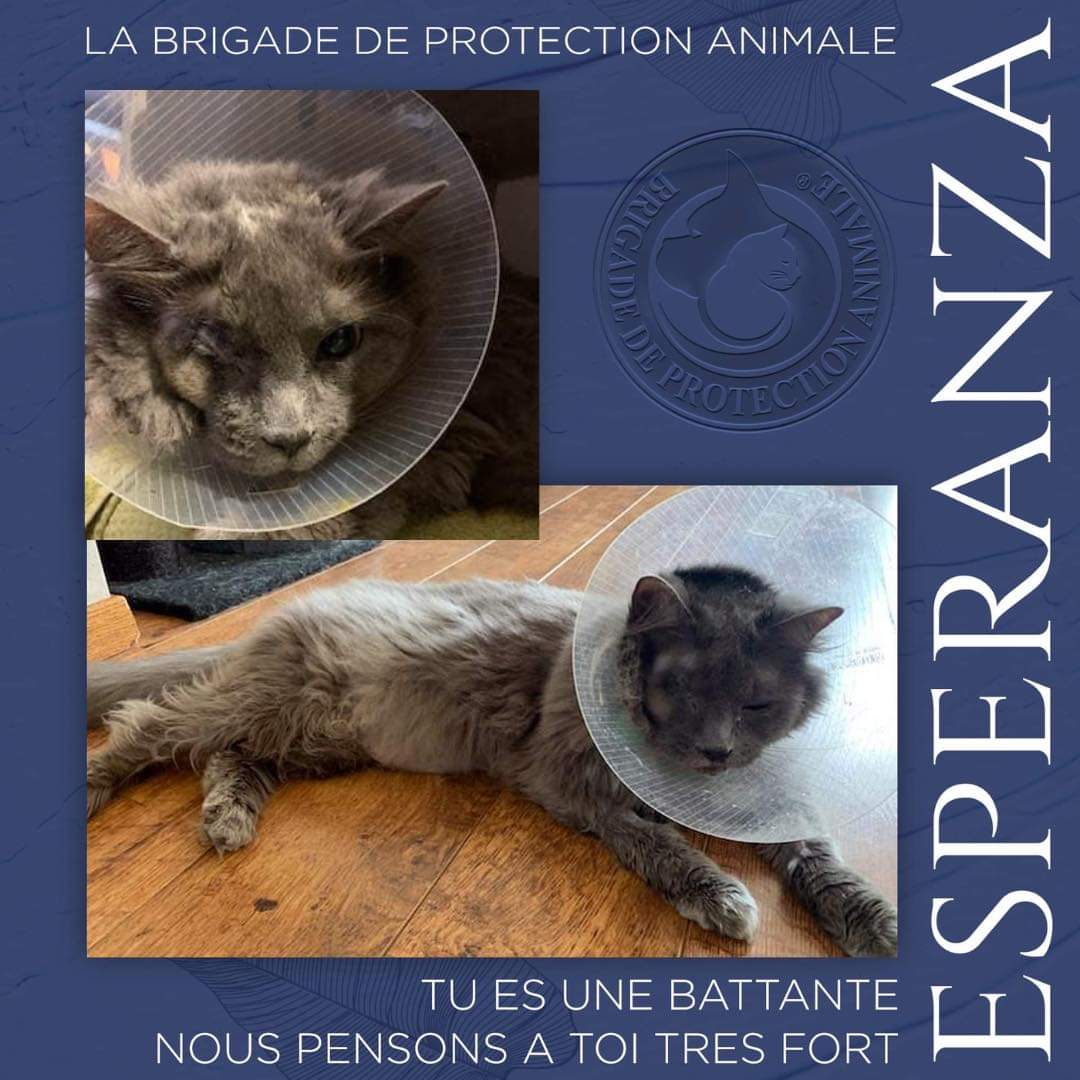 Brigade de Protection Animale – BPA tweet media