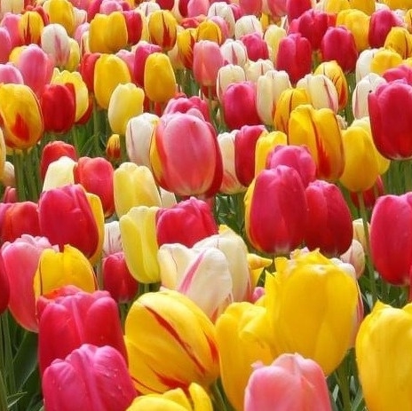 The Scheepers Hybrid Tulip Mixture is a balanced mixture of Tulips Avignon, Dordogne, Francoise, Muscadet, Sorbet, World Expression and Yosemite. It's always beautiful! Reserve yours now at vanengelen.com/the-scheepers-…. #flowerbulbs #spring #springtime #bulbs #tulips