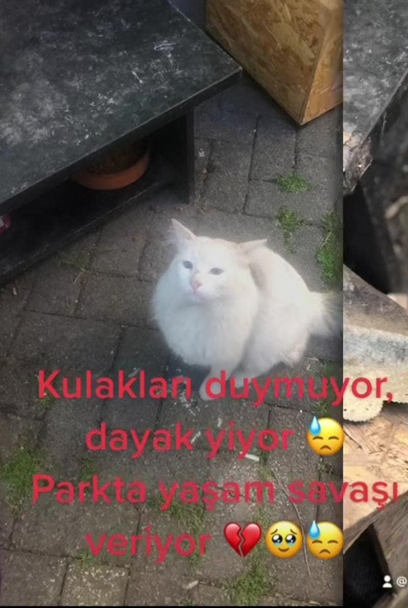 zllktlr's tweet photo. "sokaktan korumaya alınmış evdeki kedi evlatla anlaşamadığı için geri sokağa parka gitmemesi lazım...
kulaklari duymuyor sokakta dayak yiyor !! acil yuva İSTANBUL iletişim 0535 822 75 48 https://t.co/7nEbjjj5yv https://t.co/ClmJdXNNid
