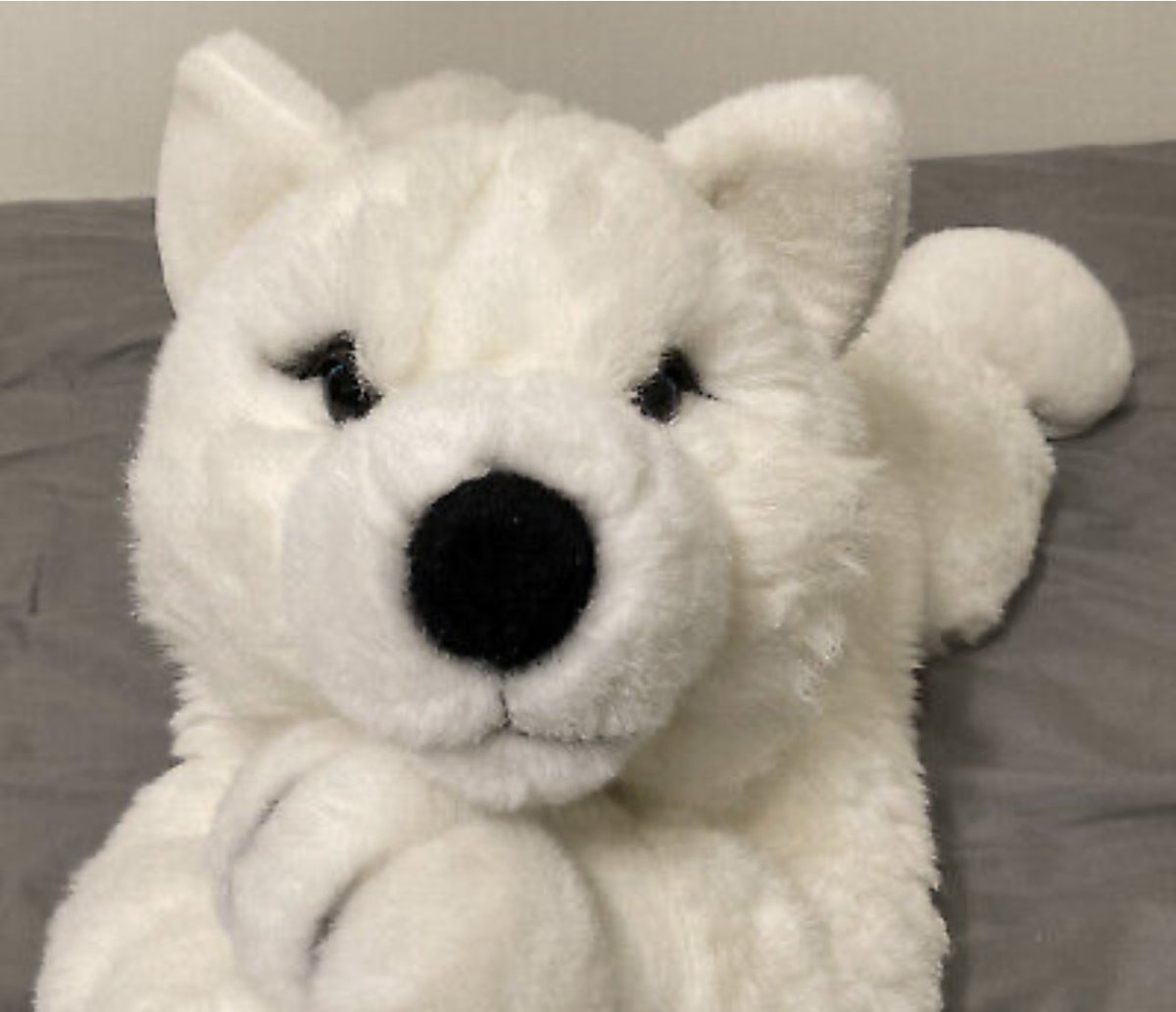 Rocky Husky tweet media