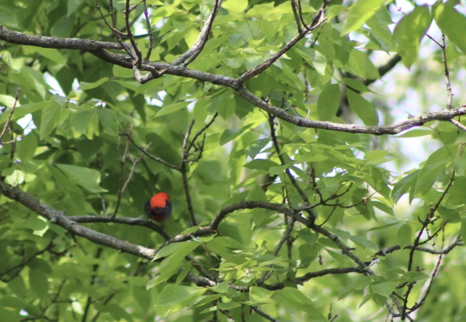 joseltzer's tweet photo. Lifer #172 Indigo Bunting; #173 Blackpoll Warbler; #174 Blackburnian Warbler(!); #175 Warbling Vireo; other highlights: Chestnut Sided Warbler, Yellowthroats, Orioles, and the butt of a Scarlett Tanager (and 13 FOYs) Terrible Pics for @TheIneptBirder #BirdsSeenIn2023 #CramerHill https://t.co/Y40xuwLRdW