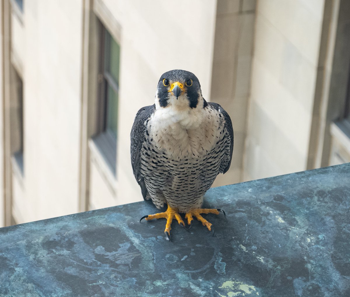 Our Falcon friend standing guard here at the Tower today.