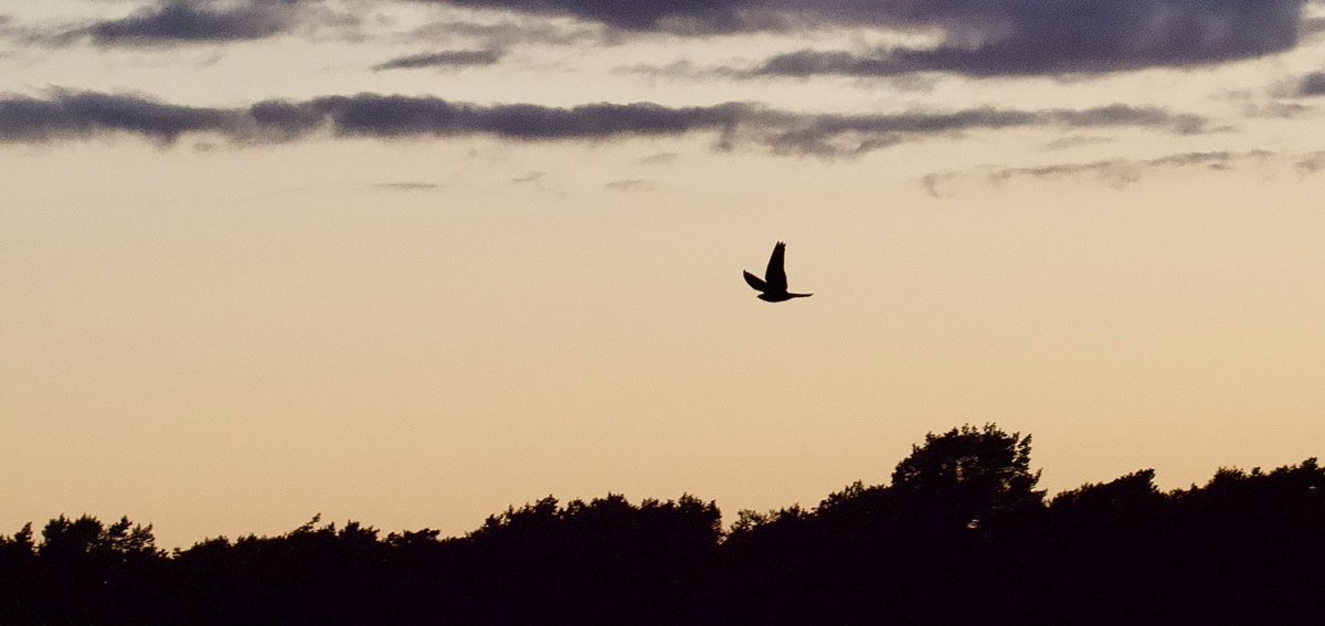 Final call for the Nightjar survey! Help us ensure we have a good coverage of Sussex.

SOS are carrying out a county-wide Nightjar survey this summer. It consists of 2 evening visits between late May and late July.

Find available squares here: sussexnightjars.birdsurvey.org.uk