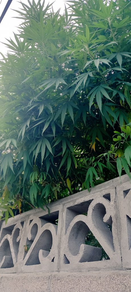esotericgarden1's tweet photo. Drop something green from your gallery.
#greengold https://t.co/uOrVjdErzm
