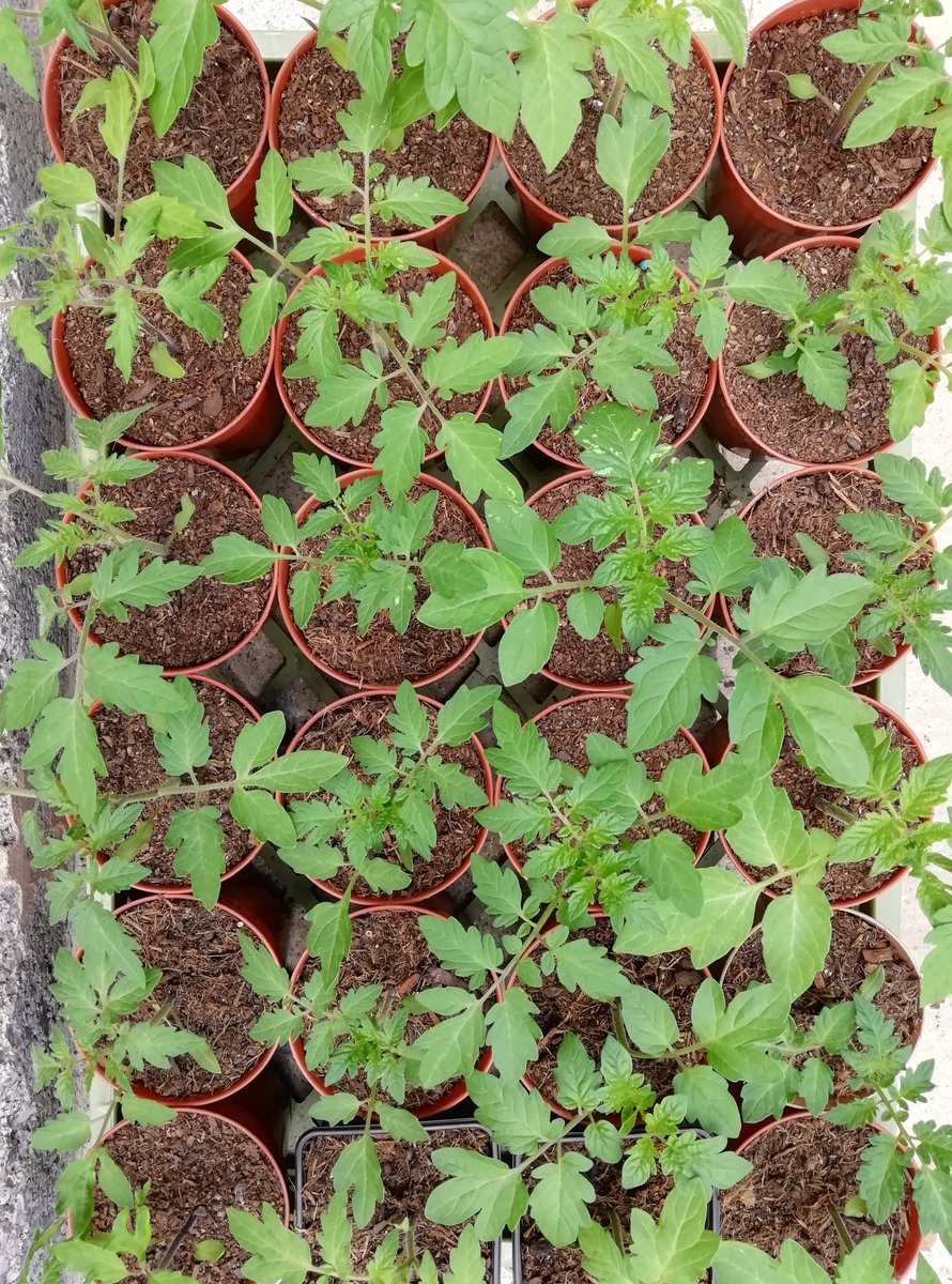 No carbon-storing peatlands were destroyed for the growing of these tomatoes 🥗

#GardenersWorld #shoutyhalfhour #peatfree #gardening