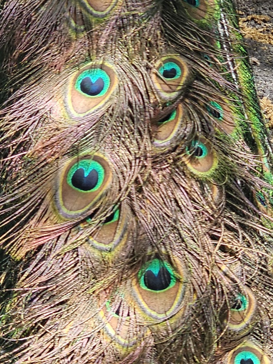 AntoStel's tweet photo. Giochi di luce e di piume...
#peocock
#Roma
#Bioparco https://t.co/0EgQBMQiPn
