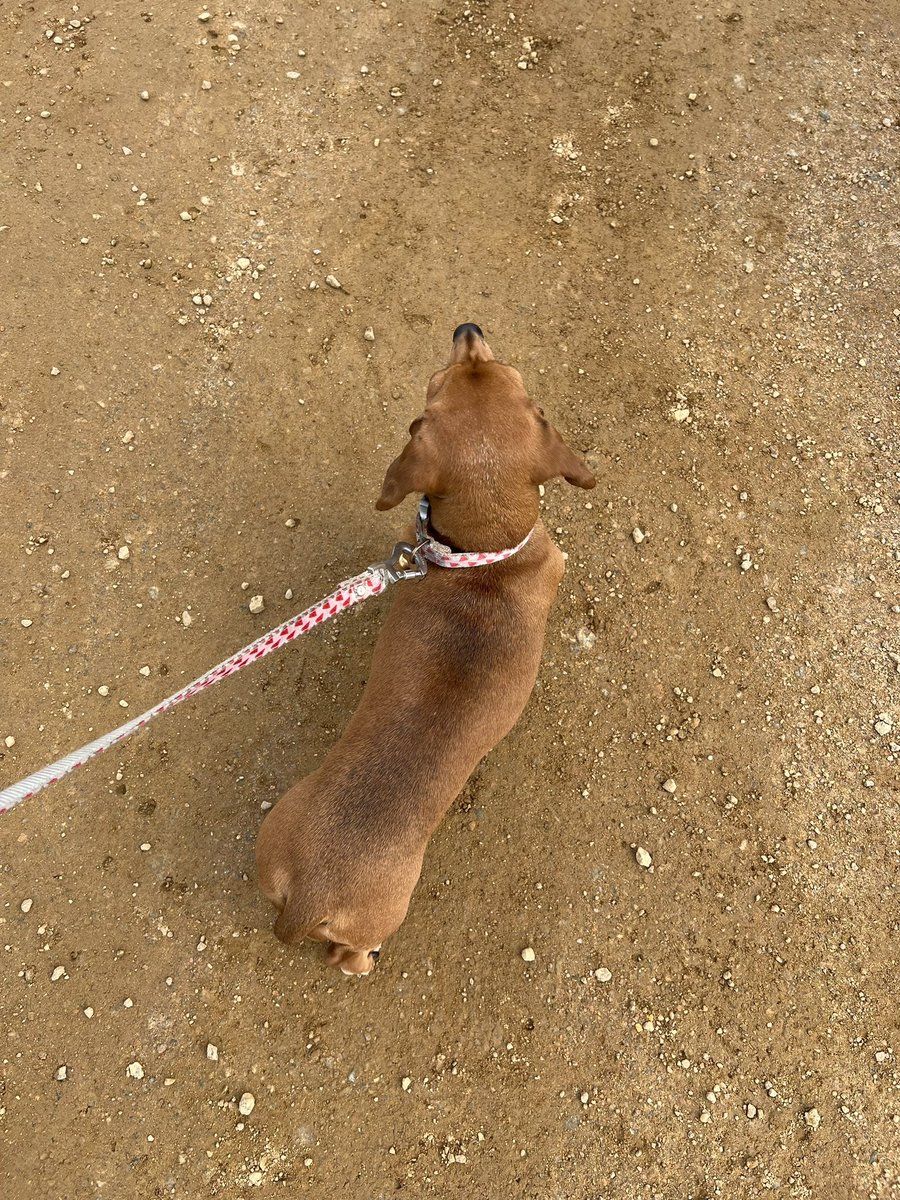 SabatierDog's tweet photo. Camouflage Couscous 

🌭🐶 https://t.co/jrBxLXoUux